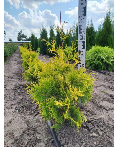 Туя західна Санкіст | Туя западная Санкист | Thuja occidentalis Sunkist
