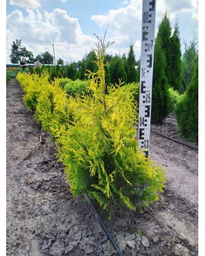 Туя західна Санкіст | Туя западная Санкист | Thuja occidentalis Sunkist