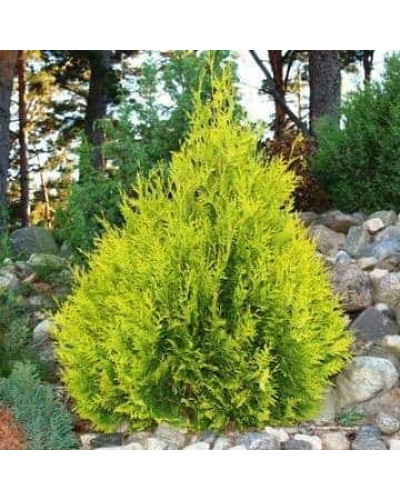 Туя західна Санкіст | Туя западная Санкист | Thuja occidentalis Sunkist