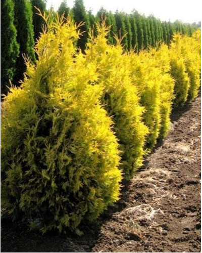 Туя західна Санкіст | Туя западная Санкист | Thuja occidentalis Sunkist