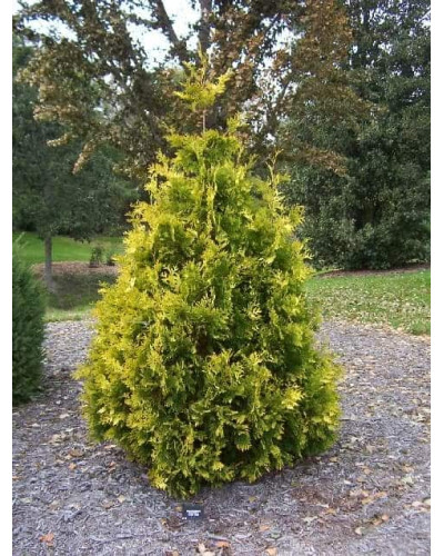 Туя західна Санкіст | Туя западная Санкист | Thuja occidentalis Sunkist