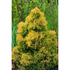 Туя західна Рейнголд | Туя западная Рейнголд | Thuja occidentalis Rheingold