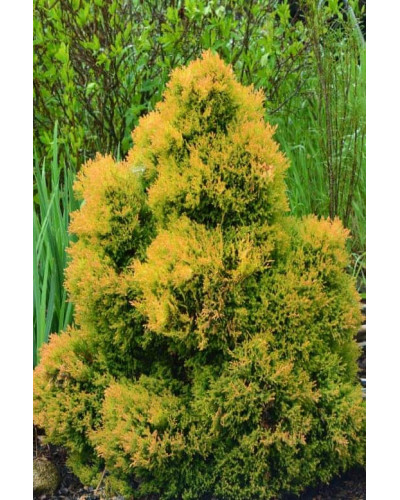 Туя західна Рейнголд | Туя западная Рейнголд | Thuja occidentalis Rheingold