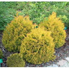 Туя західна Рейнголд | Туя западная Рейнголд | Thuja occidentalis Rheingold