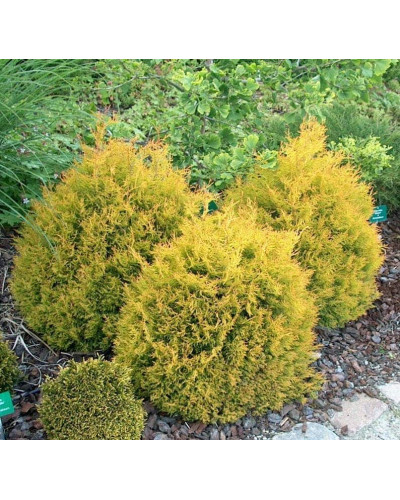 Туя західна Рейнголд | Туя западная Рейнголд | Thuja occidentalis Rheingold