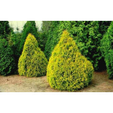 Туя західна Рейнголд | Туя западная Рейнголд | Thuja occidentalis Rheingold