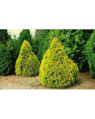Туя західна Рейнголд | Туя западная Рейнголд | Thuja occidentalis Rheingold
