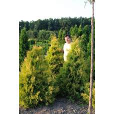 Туя західна Рейнголд | Туя западная Рейнголд | Thuja occidentalis Rheingold
