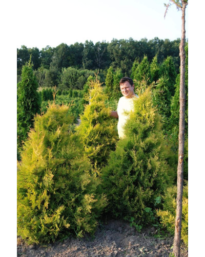 Туя західна Рейнголд | Туя западная Рейнголд | Thuja occidentalis Rheingold