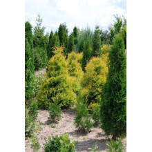 Туя західна Рейнголд | Туя западная Рейнголд | Thuja occidentalis Rheingold