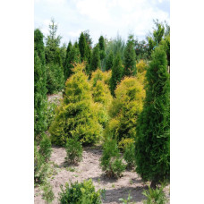 Туя західна Рейнголд | Туя западная Рейнголд | Thuja occidentalis Rheingold