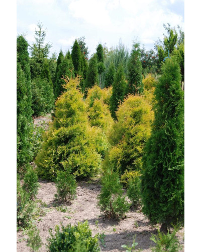 Туя західна Рейнголд | Туя западная Рейнголд | Thuja occidentalis Rheingold