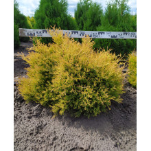 Туя західна Рейнголд | Туя западная Рейнголд | Thuja occidentalis Rheingold
