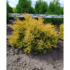 Туя західна Рейнголд | Туя западная Рейнголд | Thuja occidentalis Rheingold
