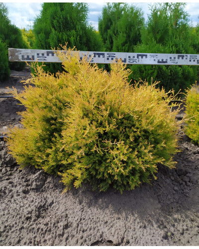 Туя західна Рейнголд | Туя западная Рейнголд | Thuja occidentalis Rheingold