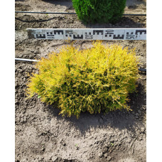 Туя західна Рейнголд | Туя западная Рейнголд | Thuja occidentalis Rheingold