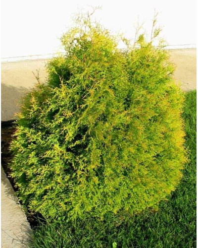 Туя західна Рейнголд | Туя западная Рейнголд | Thuja occidentalis Rheingold