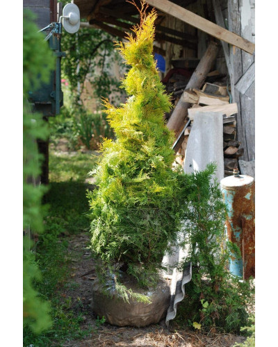 Туя західна Рейнголд | Туя западная Рейнголд | Thuja occidentalis Rheingold