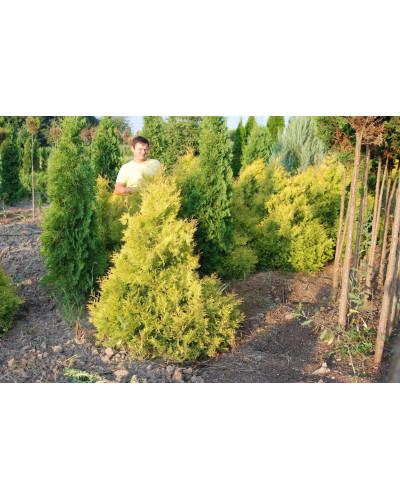 Туя західна Рейнголд | Туя западная Рейнголд | Thuja occidentalis Rheingold