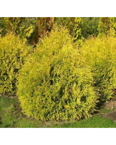 Туя західна Рейнголд | Туя западная Рейнголд | Thuja occidentalis Rheingold