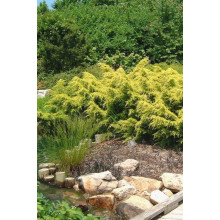Ялівець китайський Курівао Голд | Juniperus chinensis Kuriwao Gold | Можжевельник китайский Куривао Голд