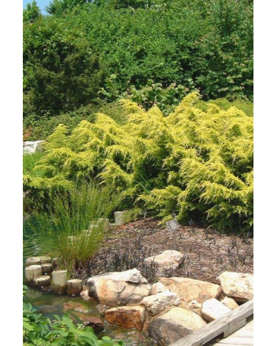 Ялівець китайський Курівао Голд | Juniperus chinensis Kuriwao Gold | Можжевельник китайский Куривао Голд