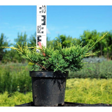 Ялівець китайський Курівао Голд | Juniperus chinensis Kuriwao Gold | Можжевельник китайский Куривао Голд