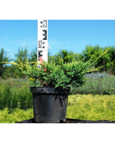 Ялівець китайський Курівао Голд | Juniperus chinensis Kuriwao Gold | Можжевельник китайский Куривао Голд