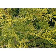 Ялівець китайський Курівао Голд | Juniperus chinensis Kuriwao Gold | Можжевельник китайский Куривао Голд