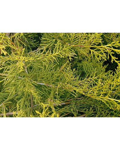 Ялівець китайський Курівао Голд | Juniperus chinensis Kuriwao Gold | Можжевельник китайский Куривао Голд
