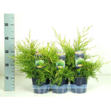 Ялівець китайський Курівао Голд | Juniperus chinensis Kuriwao Gold | Можжевельник китайский Куривао Голд