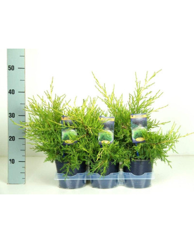 Ялівець китайський Курівао Голд | Juniperus chinensis Kuriwao Gold | Можжевельник китайский Куривао Голд