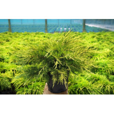 Ялівець китайський Курівао Голд | Juniperus chinensis Kuriwao Gold | Можжевельник китайский Куривао Голд