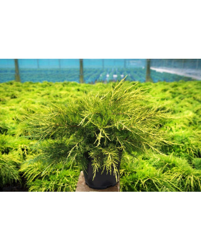 Ялівець китайський Курівао Голд | Juniperus chinensis Kuriwao Gold | Можжевельник китайский Куривао Голд