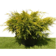 Ялівець китайський Курівао Голд | Juniperus chinensis Kuriwao Gold | Можжевельник китайский Куривао Голд