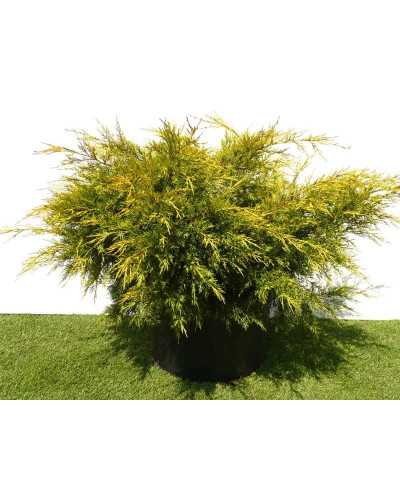 Ялівець китайський Курівао Голд | Juniperus chinensis Kuriwao Gold | Можжевельник китайский Куривао Голд