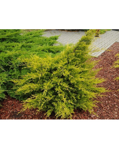 Ялівець китайський Курівао Голд | Juniperus chinensis Kuriwao Gold | Можжевельник китайский Куривао Голд