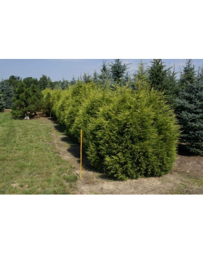Ялівець китайський Курівао Голд | Juniperus chinensis Kuriwao Gold | Можжевельник китайский Куривао Голд