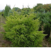 Ялівець китайський Курівао Голд | Juniperus chinensis Kuriwao Gold | Можжевельник китайский Куривао Голд