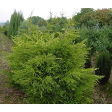Ялівець китайський Курівао Голд | Juniperus chinensis Kuriwao Gold | Можжевельник китайский Куривао Голд