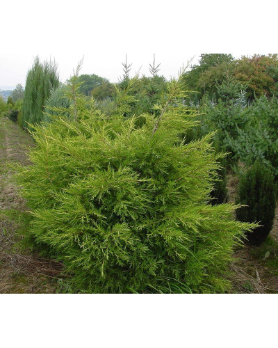 Ялівець китайський Курівао Голд | Juniperus chinensis Kuriwao Gold | Можжевельник китайский Куривао Голд