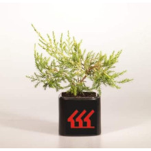 Ялівець китайський Курівао Голд | Juniperus chinensis Kuriwao Gold | Можжевельник китайский Куривао Голд
