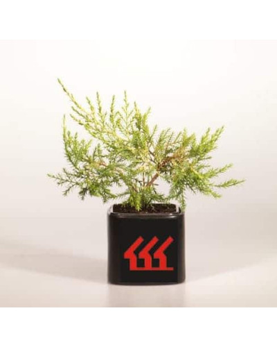 Ялівець китайський Курівао Голд | Juniperus chinensis Kuriwao Gold | Можжевельник китайский Куривао Голд