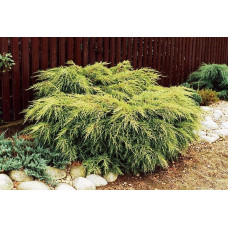 Ялівець китайський Курівао Голд | Juniperus chinensis Kuriwao Gold | Можжевельник китайский Куривао Голд