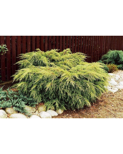 Ялівець китайський Курівао Голд | Juniperus chinensis Kuriwao Gold | Можжевельник китайский Куривао Голд