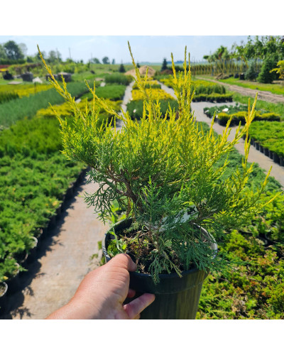 Ялівець китайський Курівао Голд | Juniperus chinensis Kuriwao Gold | Можжевельник китайский Куривао Голд
