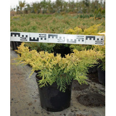 Ялівець китайський Курівао Голд | Juniperus chinensis Kuriwao Gold | Можжевельник китайский Куривао Голд