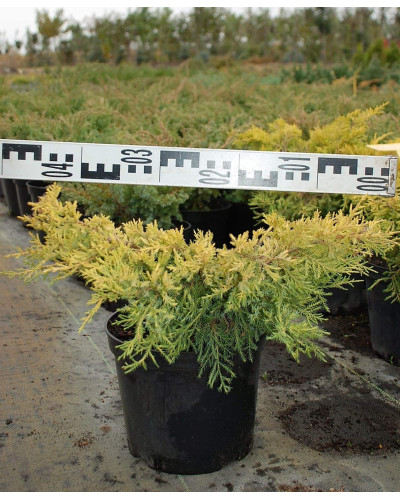 Ялівець китайський Курівао Голд | Juniperus chinensis Kuriwao Gold | Можжевельник китайский Куривао Голд