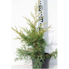 Ялівець китайський Курівао Голд | Juniperus chinensis Kuriwao Gold | Можжевельник китайский Куривао Голд