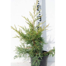 Ялівець китайський Курівао Голд | Juniperus chinensis Kuriwao Gold | Можжевельник китайский Куривао Голд